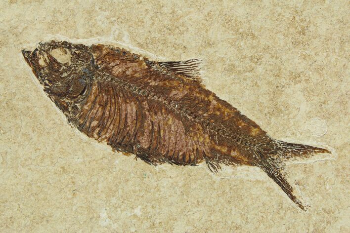 Bargain Fossil Fish (Knightia) - Wyoming #295700